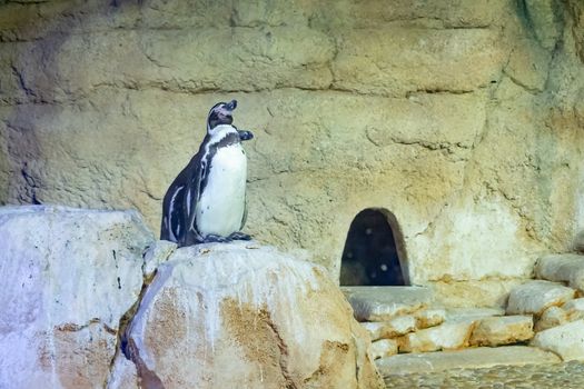 Lonely happy penguin stands on the stones at the zoo near his home.