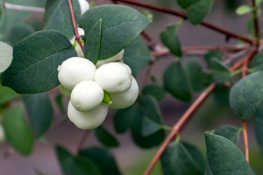 White berries of Symphoricarpos albus known as common snowberry on a bush.