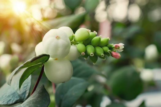 White berries of Symphoricarpos albus known as common snowberry on a bush.