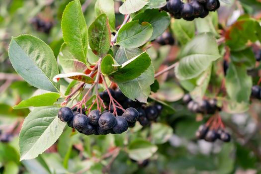 Bunches of Berries Aronia melanocarpa known as black chokeberry on a bush.