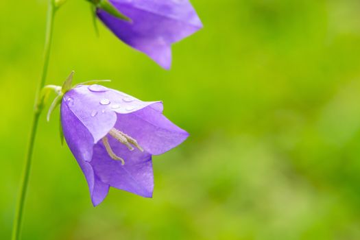 Flowers Blue campanula on the edge of the forest. Beautiful wild flower closeup with copy space.