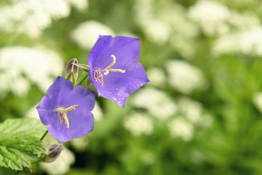 Flowers Blue campanula on the edge of the forest. Beautiful wild flower closeup with copy space.