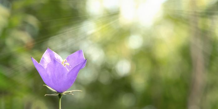 Flower Blue campanula on the edge of the forest. Beautiful wild flower closeup with copy space.