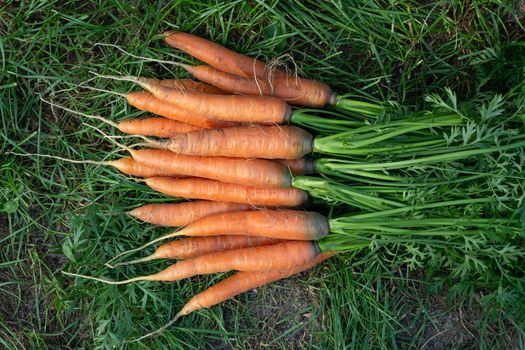 Bunch of fresh carrots with tops on the grass next to the garden bed, top veiw.