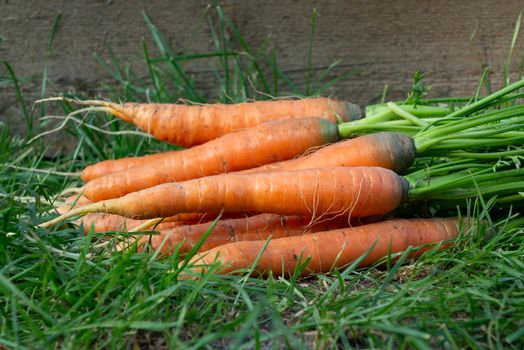 Bunch of fresh carrots with tops on the grass next to the garden bed.