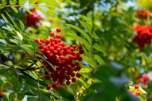 Ripe red bunches of rowan on a tree in late summer.