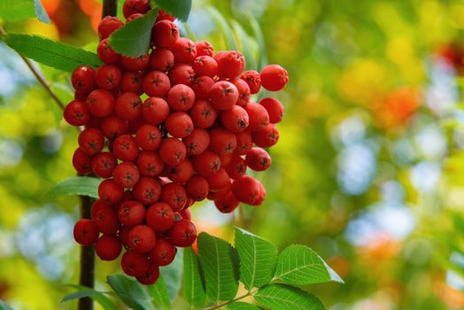 Ripe red bunches of rowan on a tree in late summer, close up.