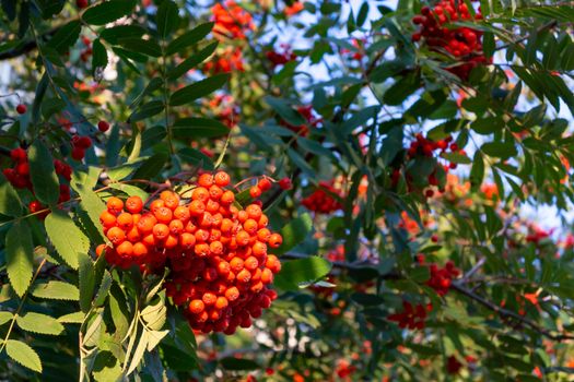 Ripe red bunches of rowan on a tree in late summer.