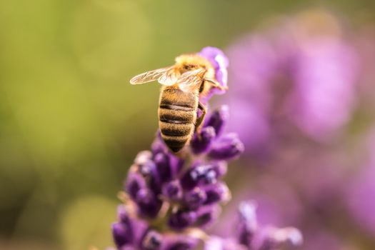 Pollination with bee and lavender during sunshine