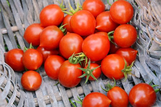 Freshly picked ripe red tomatoes from an allotment, piled in the corner of a woven basket