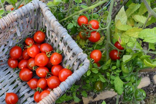 Picking ripe red tomatoes from the vine of a tomato plant into a half full woven basket in an allotment