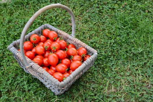 Basket full of ripe red cherry tomatoes in a vegetable garden - with copy space on grass
