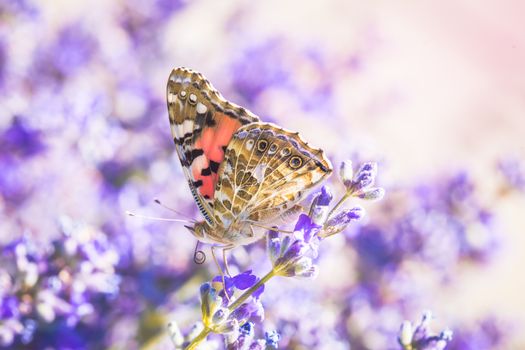 A lovely butterfly sits on a lavender flower