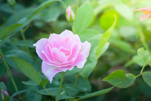 Roses in the garden, Roses are beautiful with a beautiful sunny day.