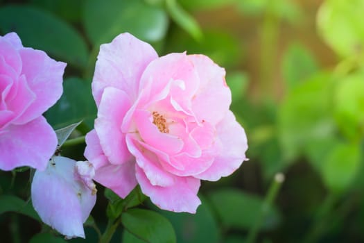 Roses in the garden, Roses are beautiful with a beautiful sunny day.