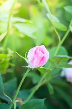 Roses in the garden, Roses are beautiful with a beautiful sunny day.