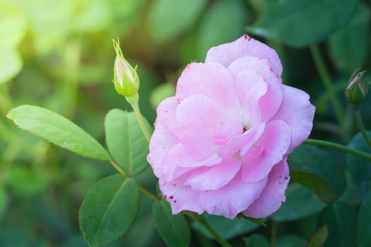 Roses in the garden, Roses are beautiful with a beautiful sunny day.