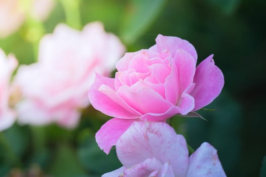 Roses in the garden, Roses are beautiful with a beautiful sunny day.