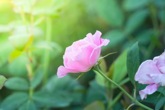 Roses in the garden, Roses are beautiful with a beautiful sunny day.