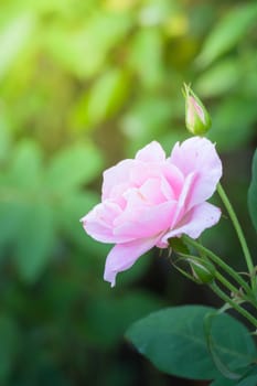 Roses in the garden, Roses are beautiful with a beautiful sunny day.