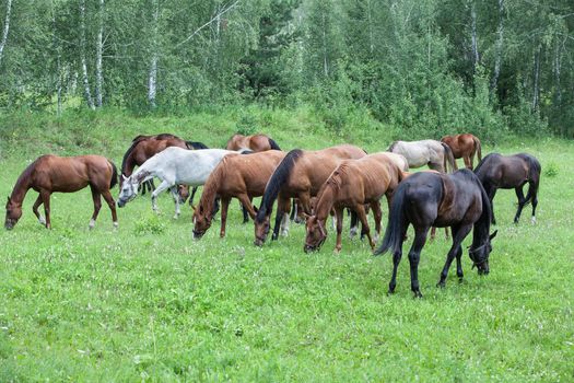 Herd of horses graze at the forest meadow