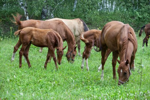 Herd of horses graze at the forest meadow