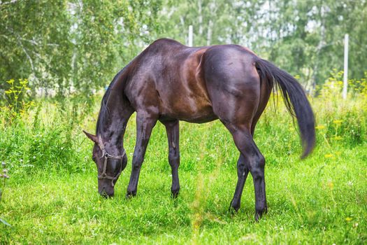 Beautiful horse graze at the forest meadow