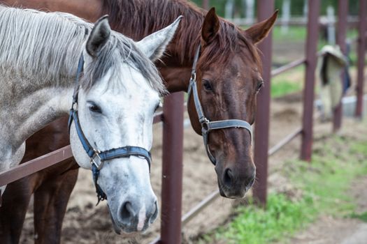 Two horses in the stall at the farm