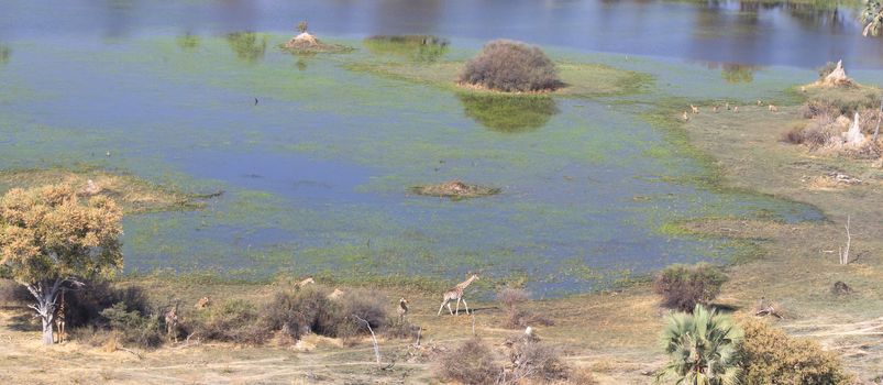 Giraffes in the Okavango delta (Botswana), aerial shot