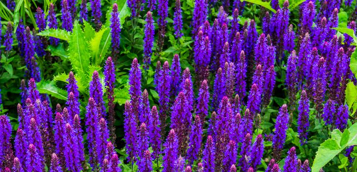 flower field of lavender flowers in bloom, popular cultivated plant from europe, nature background