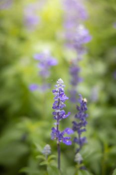 The background image of the colorful flowers, background nature