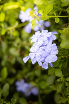 The background image of the colorful flowers, background nature