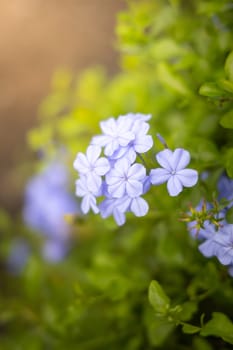 The background image of the colorful flowers, background nature