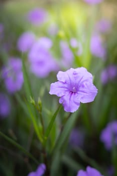 The background image of the colorful flowers, background nature