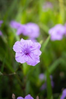 The background image of the colorful flowers, background nature