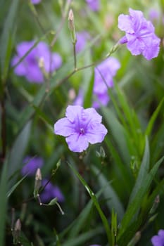 The background image of the colorful flowers, background nature