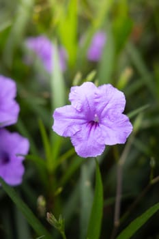 The background image of the colorful flowers, background nature