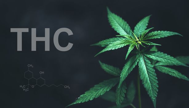 Marijuana leaves with cbd thc chemical structure