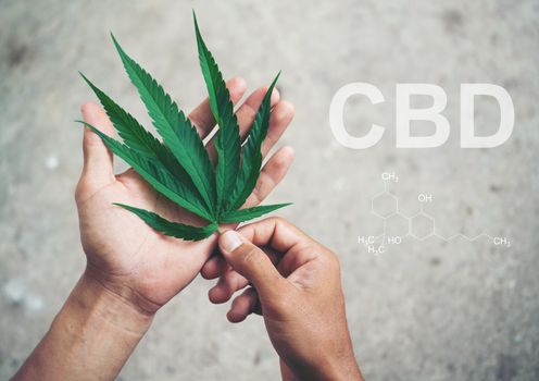 Hand holding marijuana leaf with cbd thc chemical structure