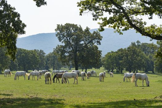 Lipizzaner horses grazing on a meadow
