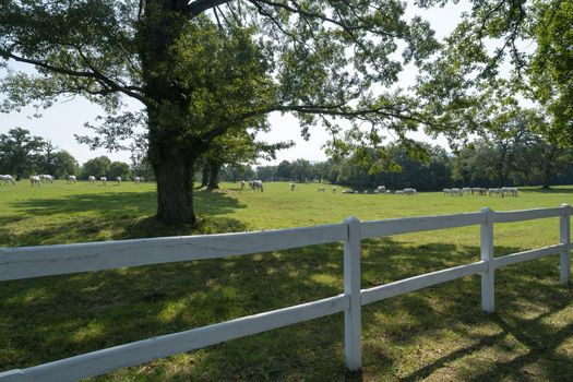 Lipizzaner horses grazing on a meadow