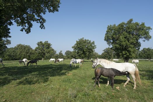  Lipizzaner horses grazing on a meadow