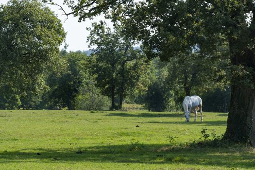 Lipizzaner horses grazing on a meadow