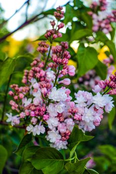 Lilacs blooming in spring scene. Spring blooming pink flowers. Lilac flowers