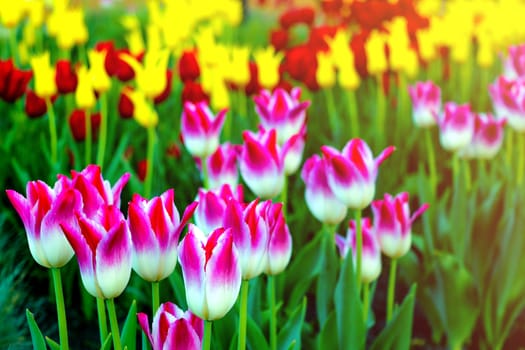 Tulip flowers in bloom spring background of blurry tulips in a tulip garden. Selective focus