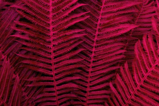 Floral background. Glowing fern in red and purple neon trendy colors. For lifestyle blog, social media. Horizontal. Dark mood style.