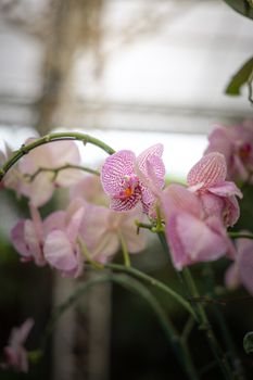 Beautiful blooming orchids in forest, On the bright sunshine