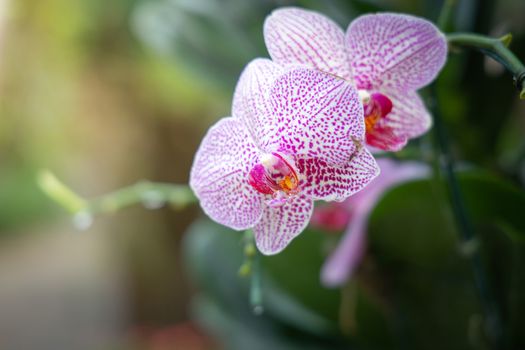 Beautiful blooming orchids in forest, On the bright sunshine