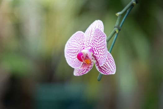 Beautiful blooming orchids in forest, On the bright sunshine