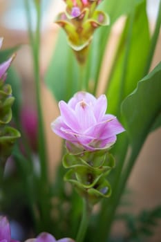 The background image of the colorful flowers, background nature